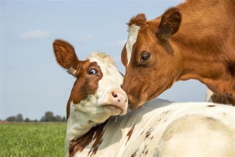 22 Things You Didn't Know About Cows