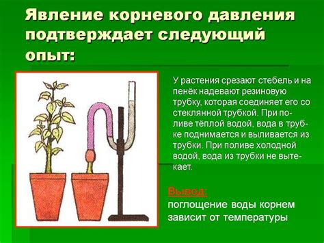 Жизнь растений - Презентации по биологии