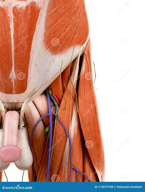 Groin Muscles Diagram - Groin Muscle Injuries - Anatomy | Dr. Mel