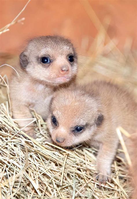 Zoo Miami Meerkat Gives Birth to Two Baby Meerkats