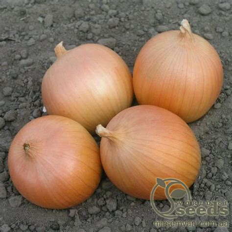 Семена лука "Вердон" F1 (T-803) 250 000 сем., Takii Seeds Купить семена Лук