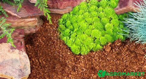 Купить сосновую кору для ландшафтного дизайна | Agro-market