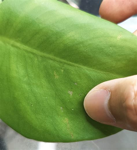 Thrips on Houseplants: A Gallery – House Plant Journal
