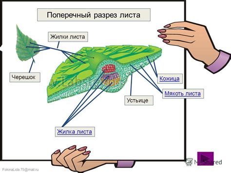Презентация Внутреннее Строение Листа - directionrandom