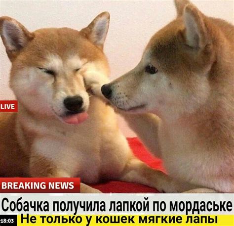 Пин от пользователя Екатерина на доске хохотунчики | Смешные мемы, Мемы ...