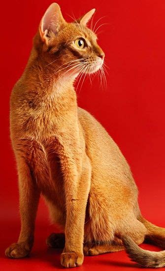 abyssinian cat cat breeds encyclopedia abyssinian cats cat breeds