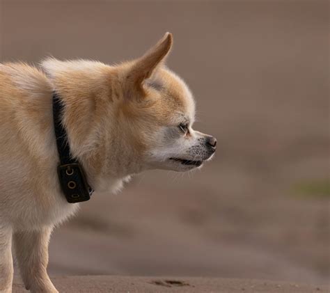 Meet the Applehead Teacup Chihuahua: Breed History & Traits