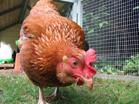 Hybrid For Sale | Chickens | Breed Information | Omlet