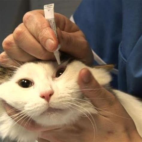 У кота гноятся глаза: симптомы, причины, лечение, профилактика — Pet-Mir.ru