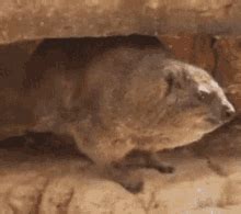 Hyrax GIFs | Tenor