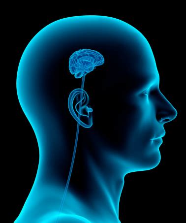 small brain blank template imgflip