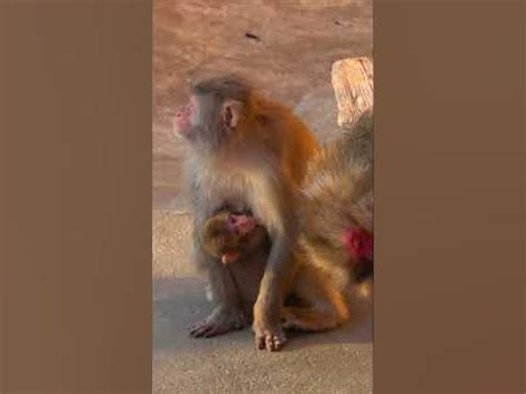 Японский макак -1 Московский зоопарк Обезьяны #shorts Japanese macaques ...