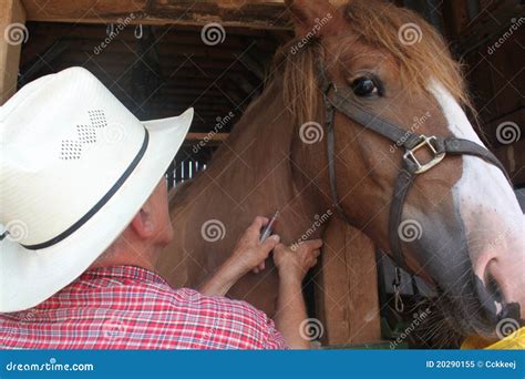 Homens Dando Para Cavalo - Dando Ao Cavalo Uma Injeção Imagem de Stock - Imagem de dose, alivie ...