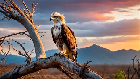 Philippine Eagle and Climate Change Effects