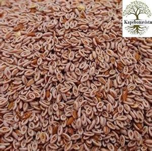 Kapebonavista Isabgol Psyllium Seed Isabgul Full Seed PLANTAGO OVATA ...