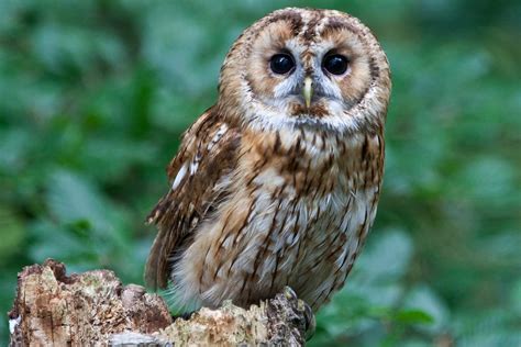 Owl Facts: Habitat, Behavior, Diet