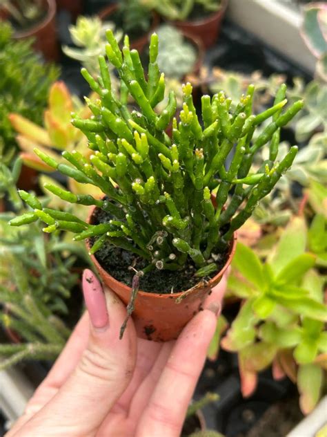 Hatiora salicornioides | Cactuses \ Hatiora | Kaktusy, sukulenty i inne ...