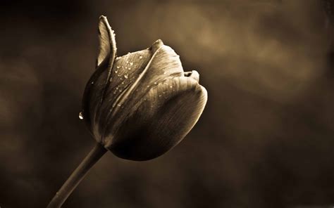 Black Tulip Wallpapers - Top Free Black Tulip Backgrounds - WallpaperAccess