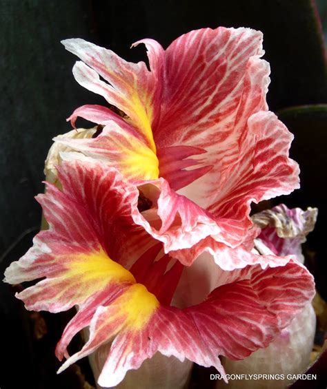 The Sensualsunshine Leak: 7 Expert-Backed Steps To Understanding It All. Image 8