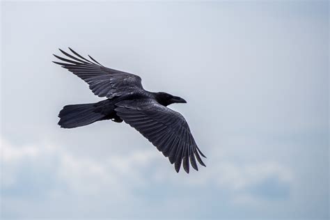 Free Images : wing, sky, beak, flight, eagle, crow, vertebrate, raven