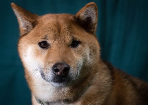 Shiba Inu Just Notched A New Record: It Is Now In Over 1.1M ETH Wallets | IBTimes