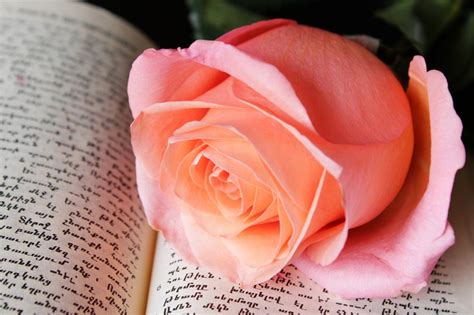 Pink Rose Book free image download