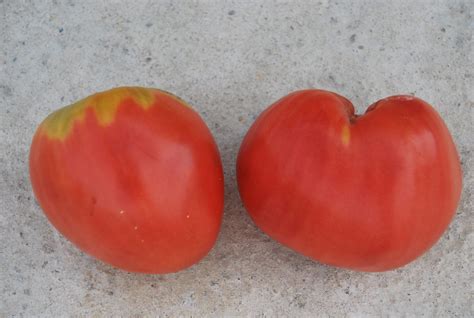 Томат Супер Марманде (Super Marmande) – отличный вкус