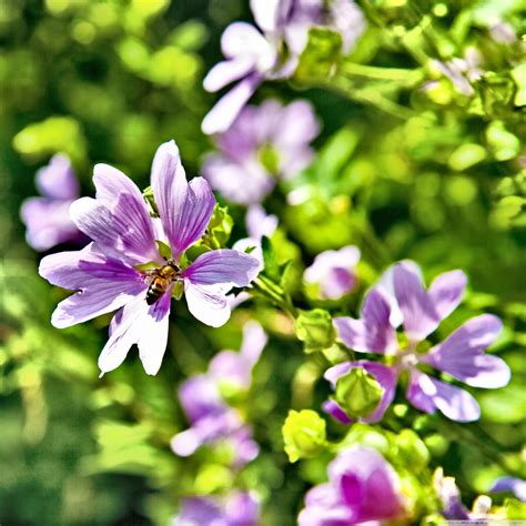 Violet Summer Flowers 4K UHD Wallpaper for UltraHD Desktop and TV