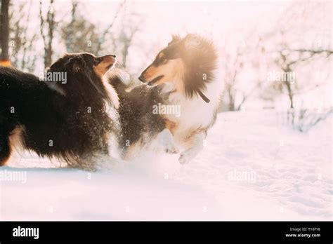 Long haired collie hi-res stock photography and images - Alamy