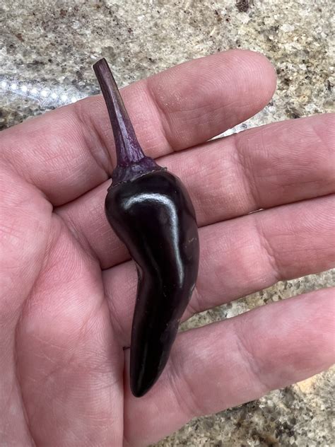 Black Hungarian Pepper Seeds | Hot | Heirloom – Murray Seed Co