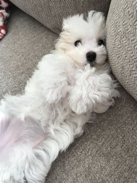 Shaggy or supermodel the maltese is one breed with two very different looks – Artofit