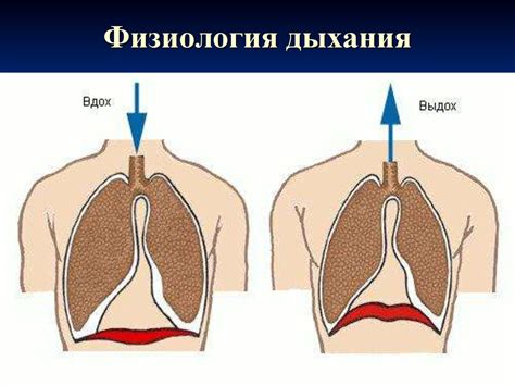 Органы дыхания. Физиология дыхания - презентация онлайн