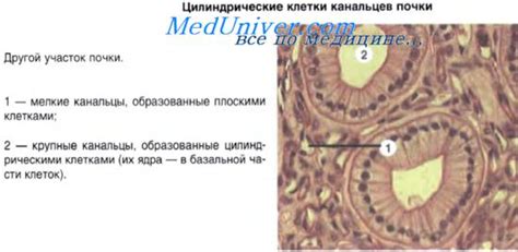 Эндоплазматическая сеть и рибосомы. Виды эндоплазматической сети.