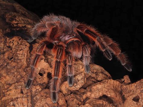 Rose Hair Tarantula Female
