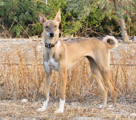 Cretan Hound hunting dogs for sale