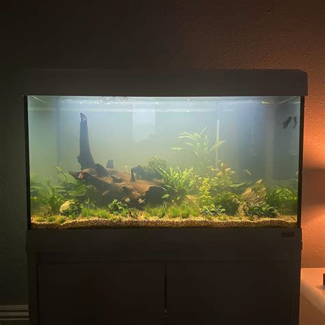 My new Fluval Roma 125 aquascape! : r/Aquariums