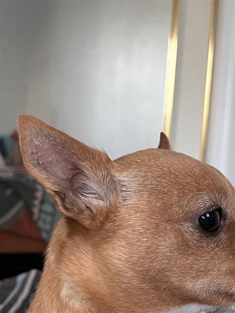 Recent small bumps in dogs ears, any ideas? : r/vet