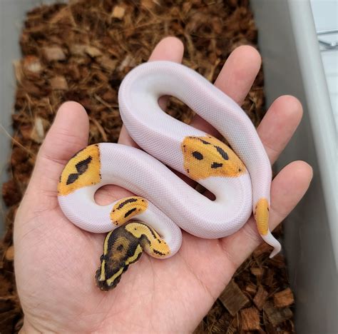 od fire pied ball python  bobs balls morphmarket