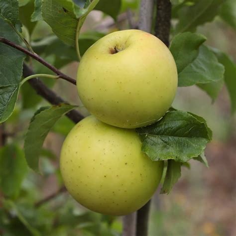 'Golden Delicious' Apple Tree – Roots Plants