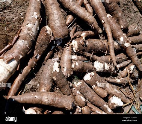 5,785 Manihot Esculenta Images, Stock Photos, 3D Objects,