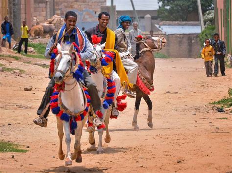 Selale or Oromo Horse - Horse Breeds