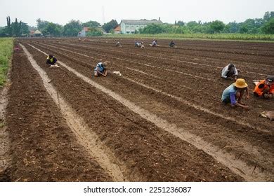 Probolinggo Indonesia January 2023 Activities Shallot Stock Photo ...