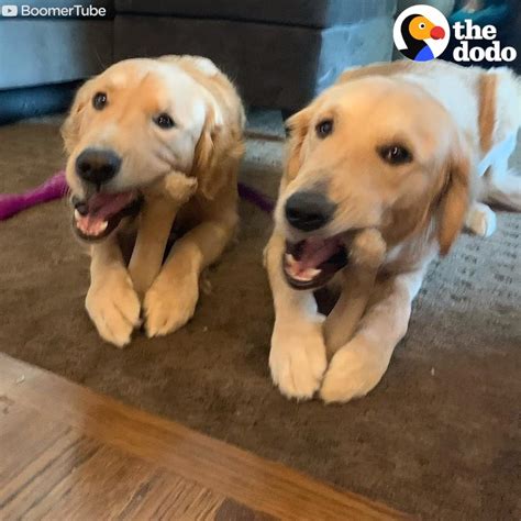 Golden Retriever Is So Excited to Meet His New Puppy Sister Try to tell ...