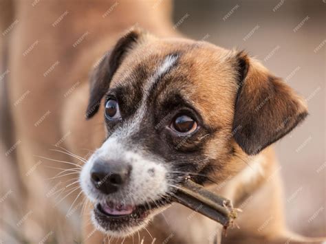 Premium Photo | Lovely doggy face