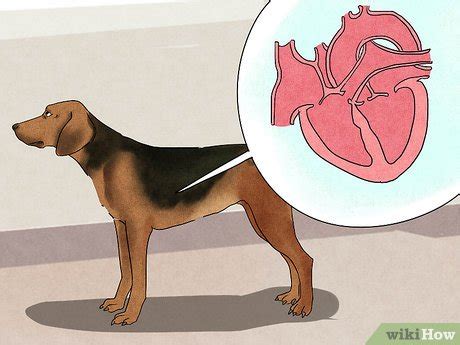 how to treat heartworms for dogs