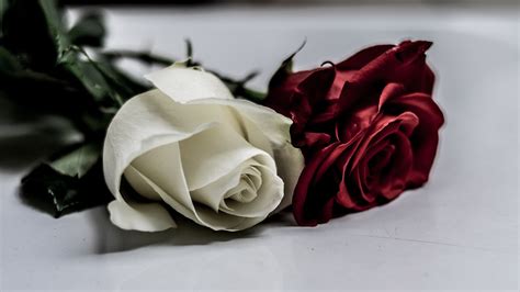White And Red Roses 4k Wallpapers - Wallpaper Cave