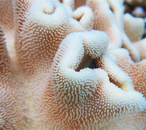 Live Coral Reef
