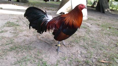 COCKS UPDATES 5 - YouTube