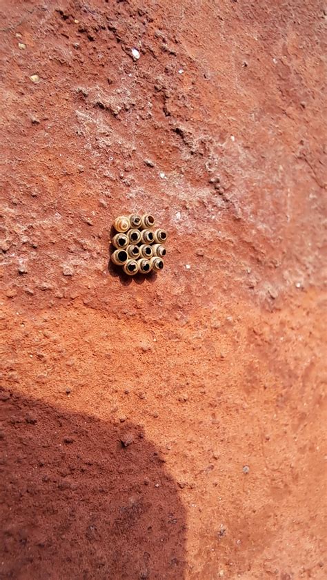 Tiny eggs (?) on an outdoor wall. Too small to even find anything to