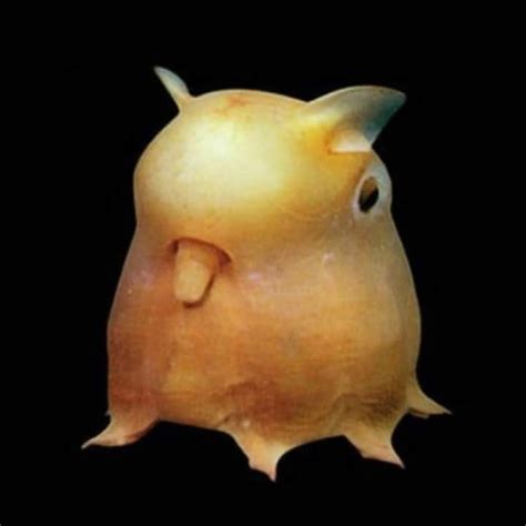 Lạc Thú - Bạch tuộc Dumbo (tên khoa học là Grimpoteuthis)...